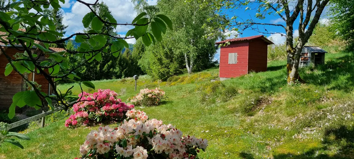 Jardin fleuri de rhododendrons devant la cabane rouge