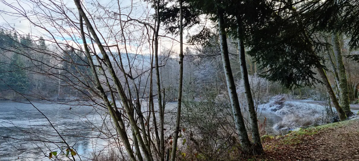 Etang gelé bordé de bouleaux givrés